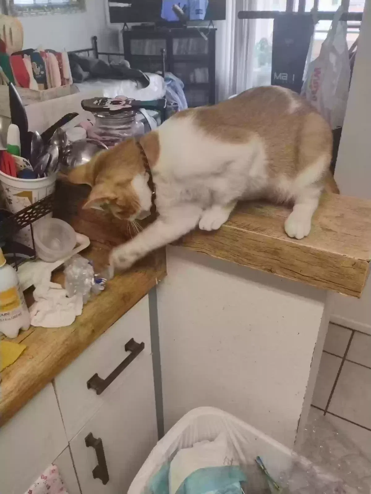 Lost cat in Bell Gardens, CA, 90201