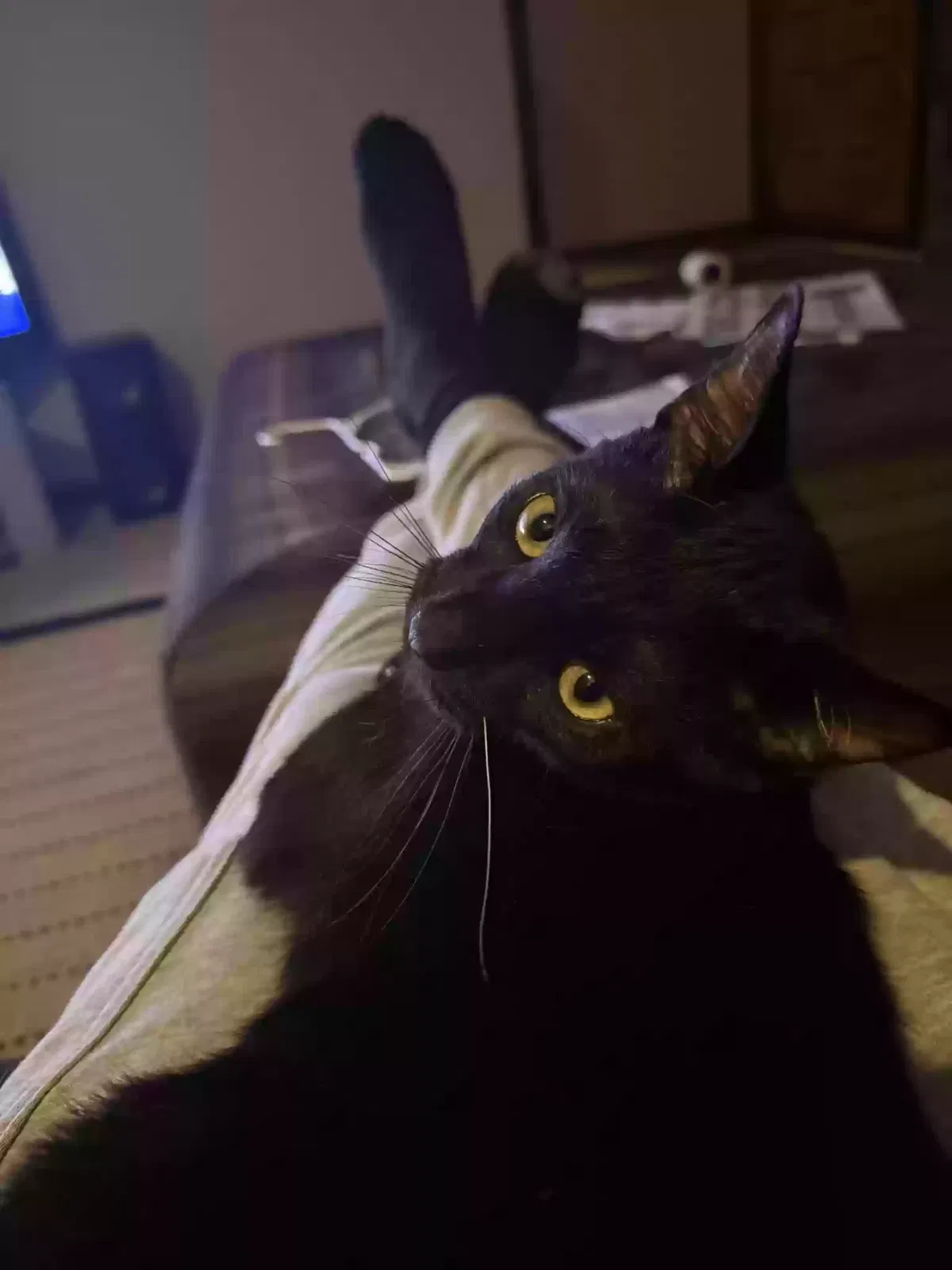 Lost cat in Overland Park, KS, 66210