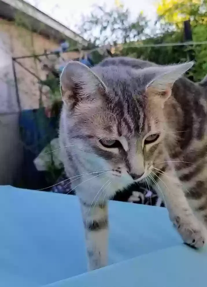 Lost cat in Folsom, CA, 95630