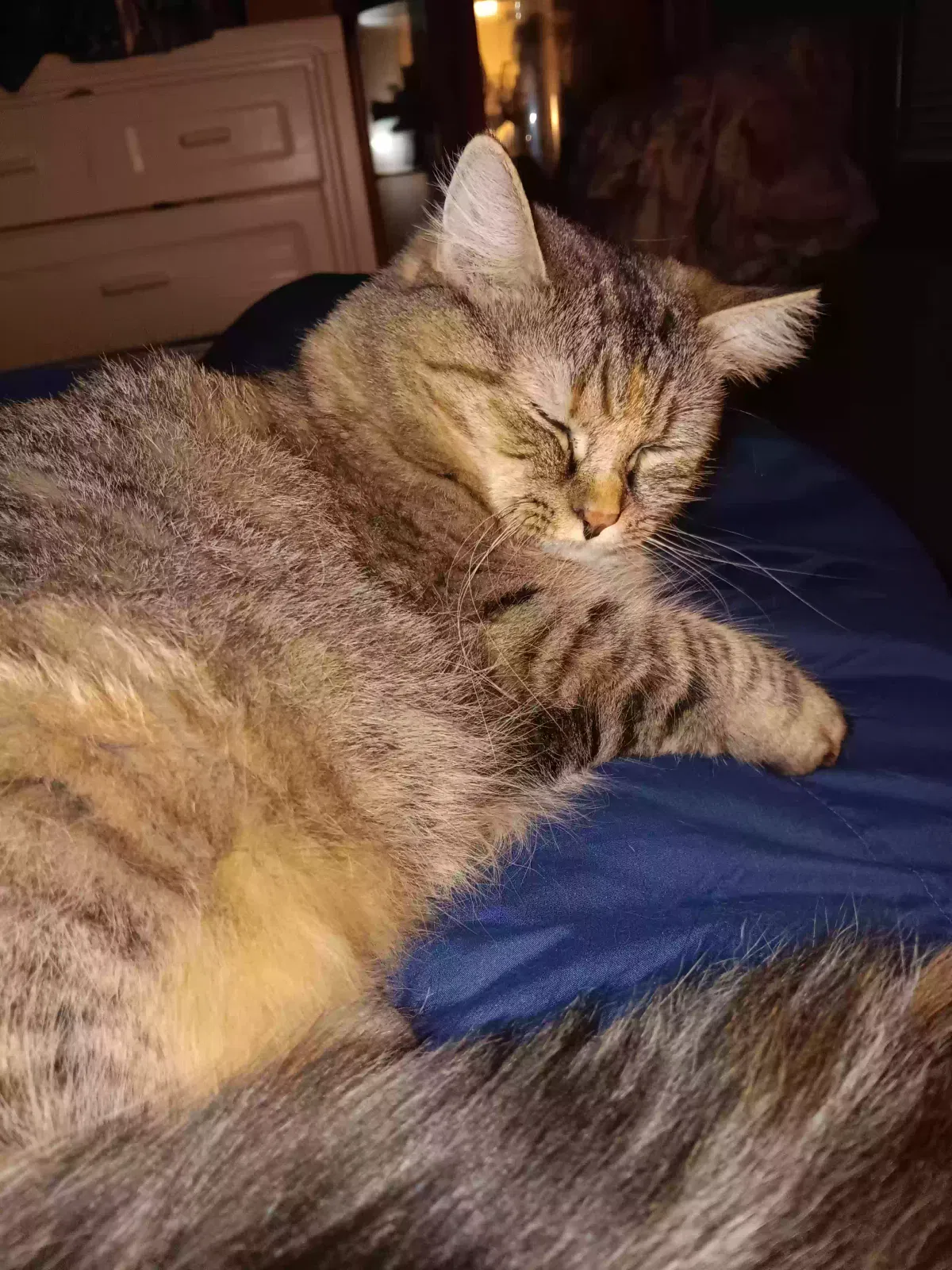 Lost cat in Ackermanville, PA, 18010