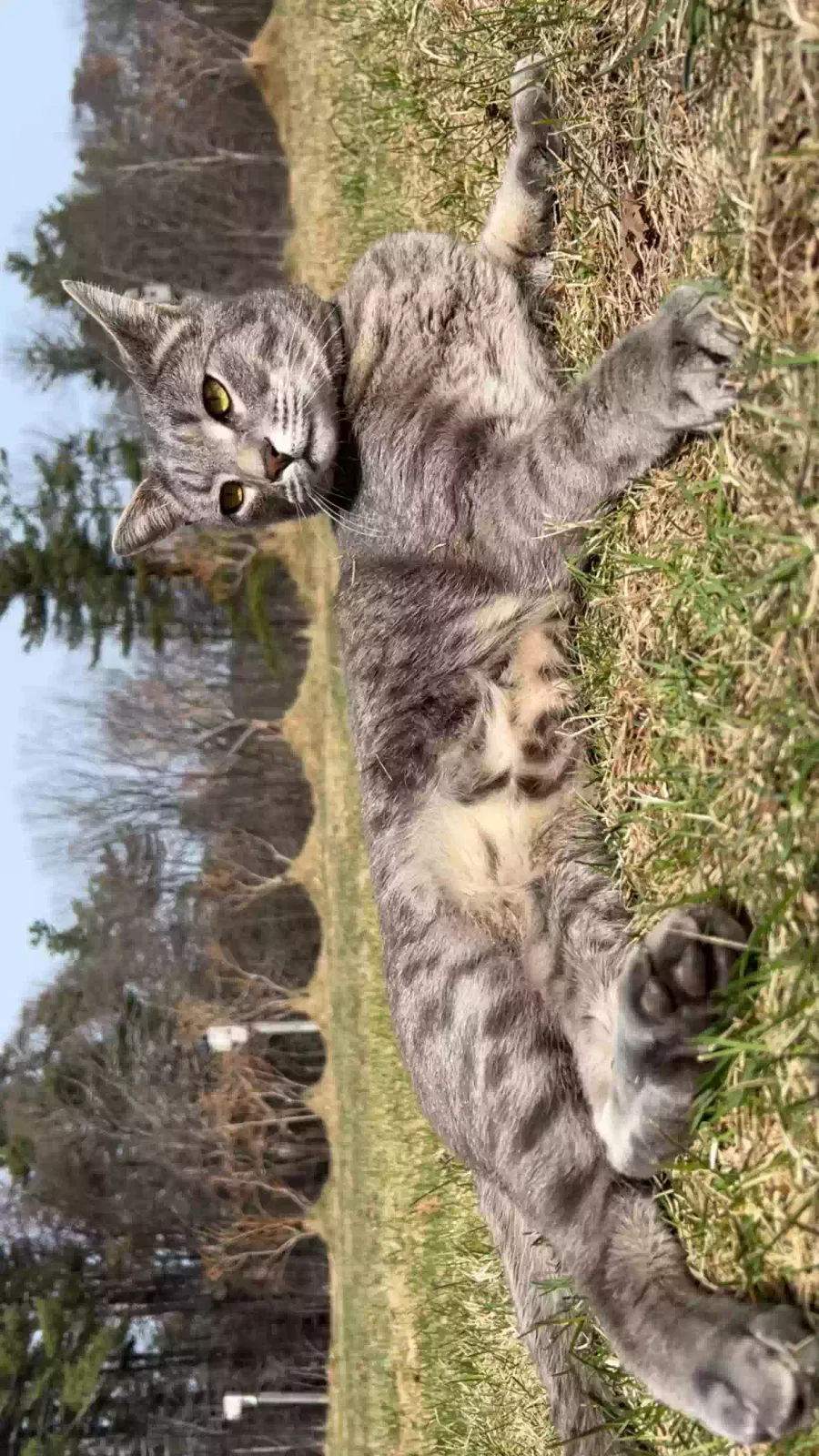 Lost cat in Greenville, NH, 3048