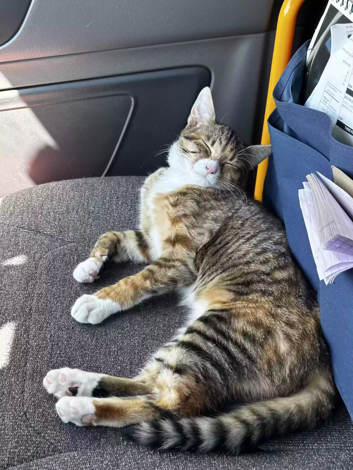 Lost cat in Orangeburg, SC, 29115