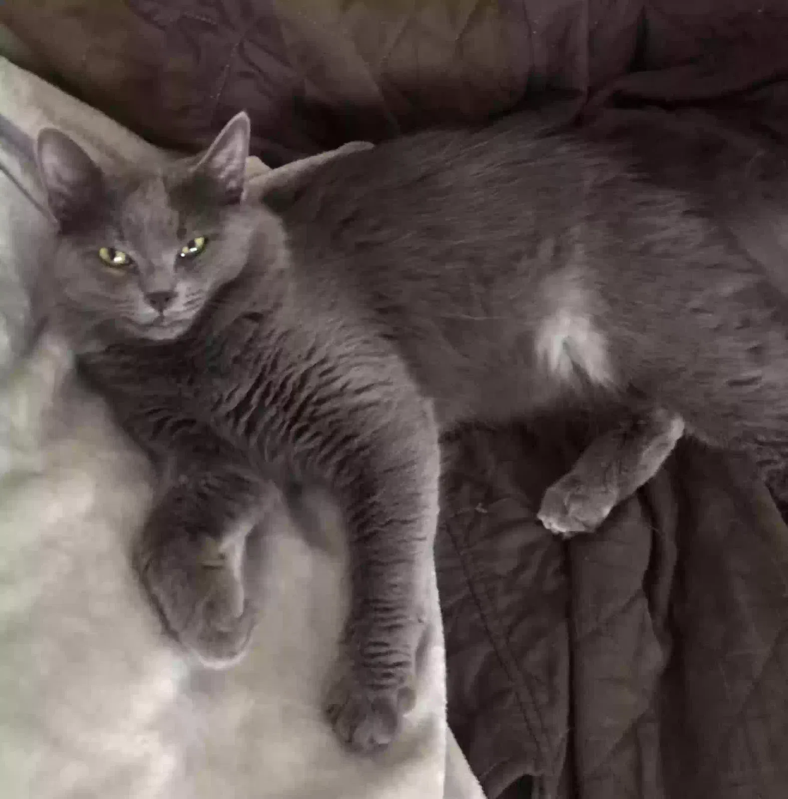 Lost cat in Monroe, MI, 48161