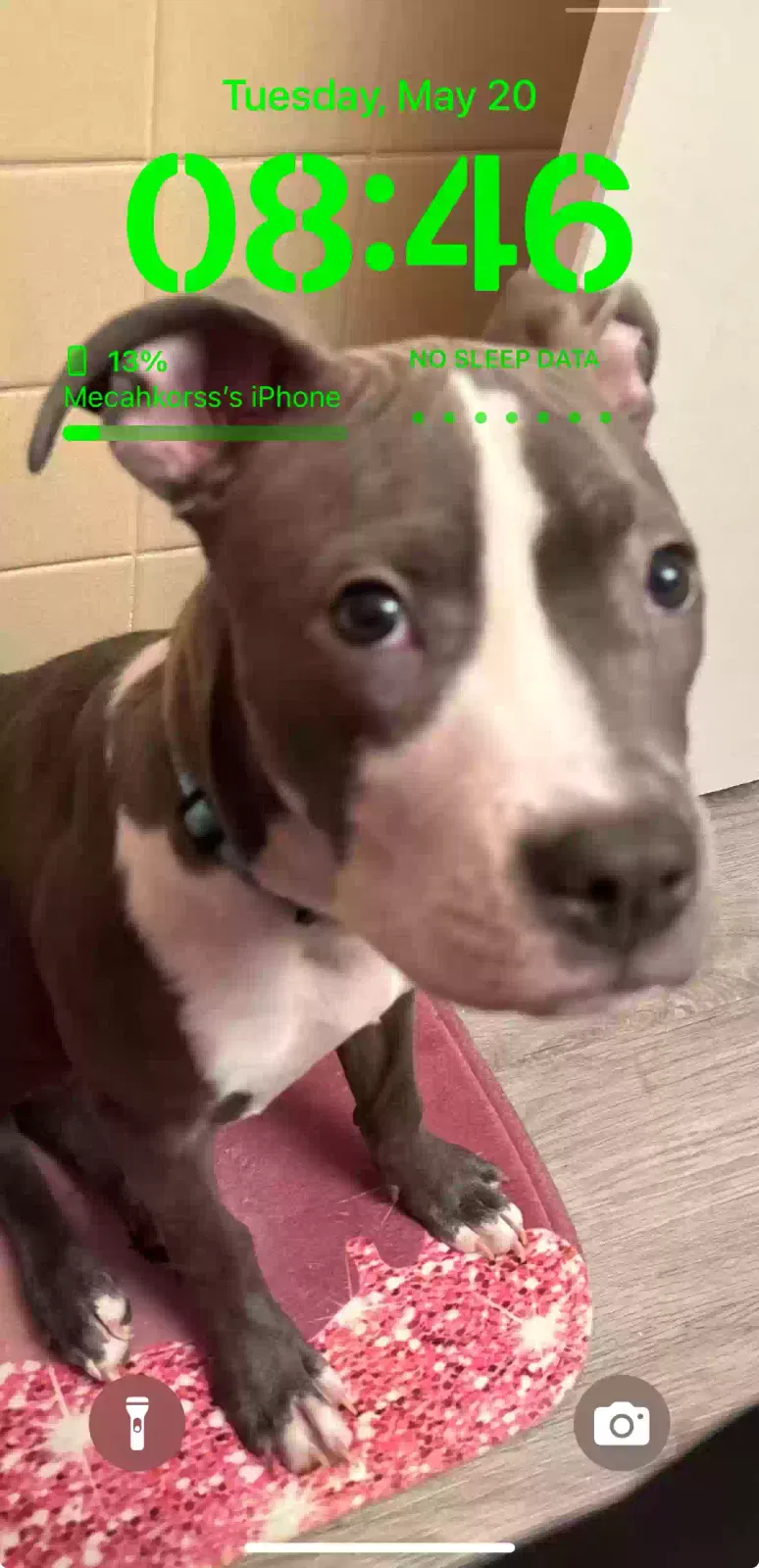 Lost dog in Detroit, MI, 48227