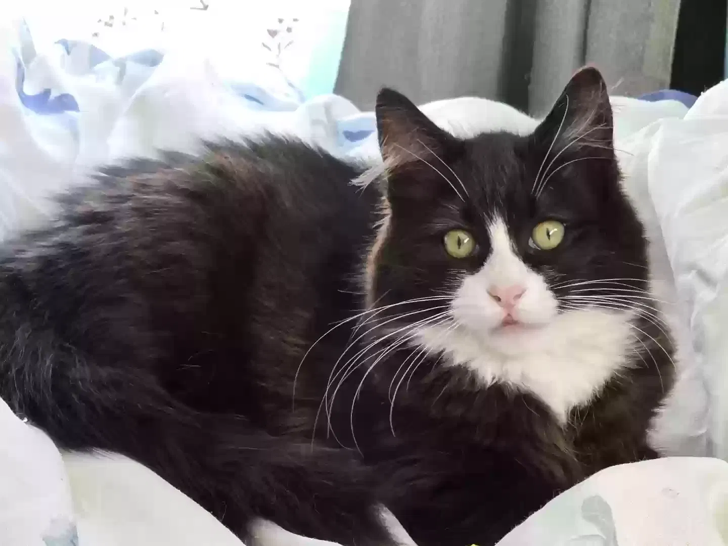 Lost cat in Lemon Grove, CA, 91945