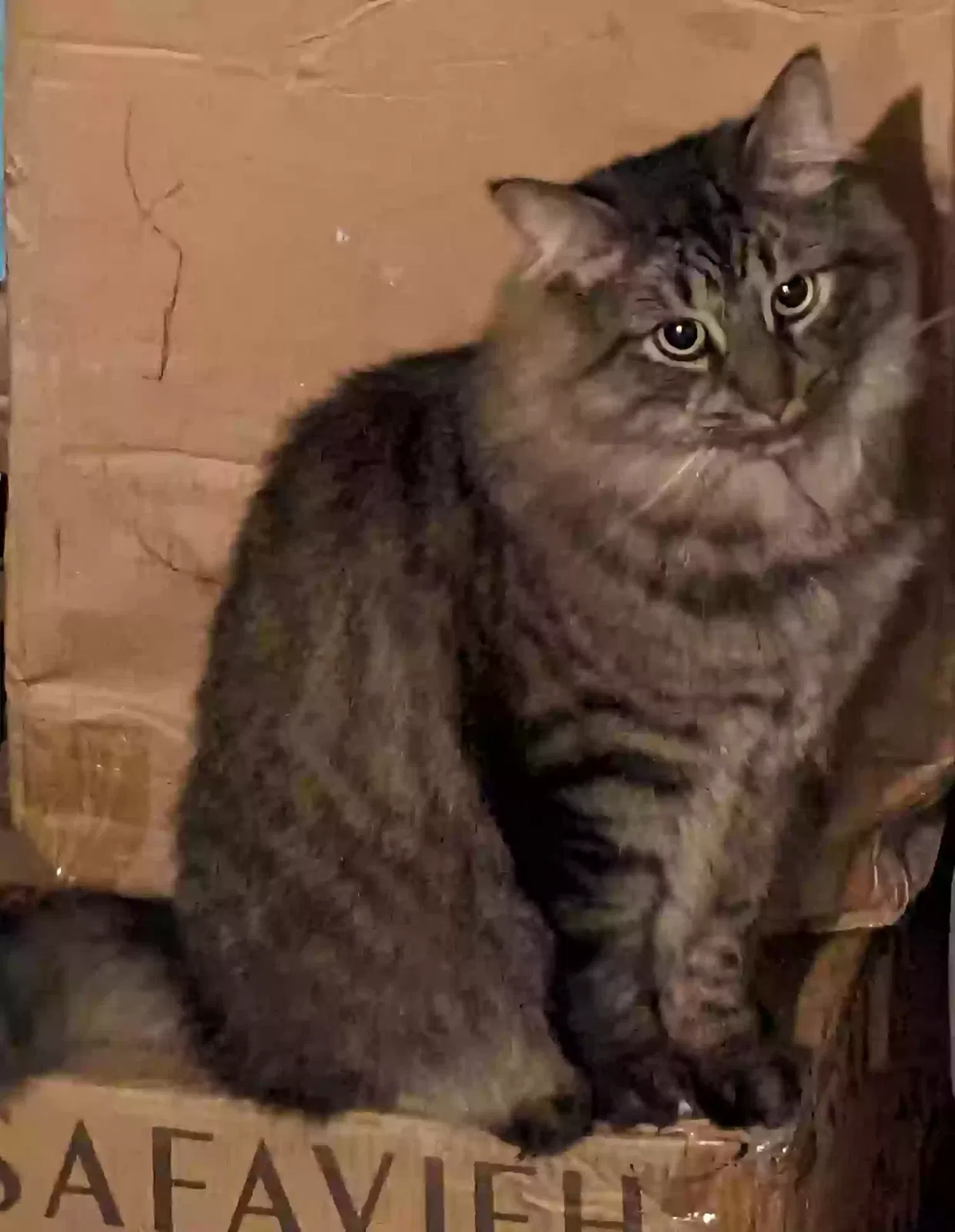 Lost cat in Philadelphia, PA, 19144