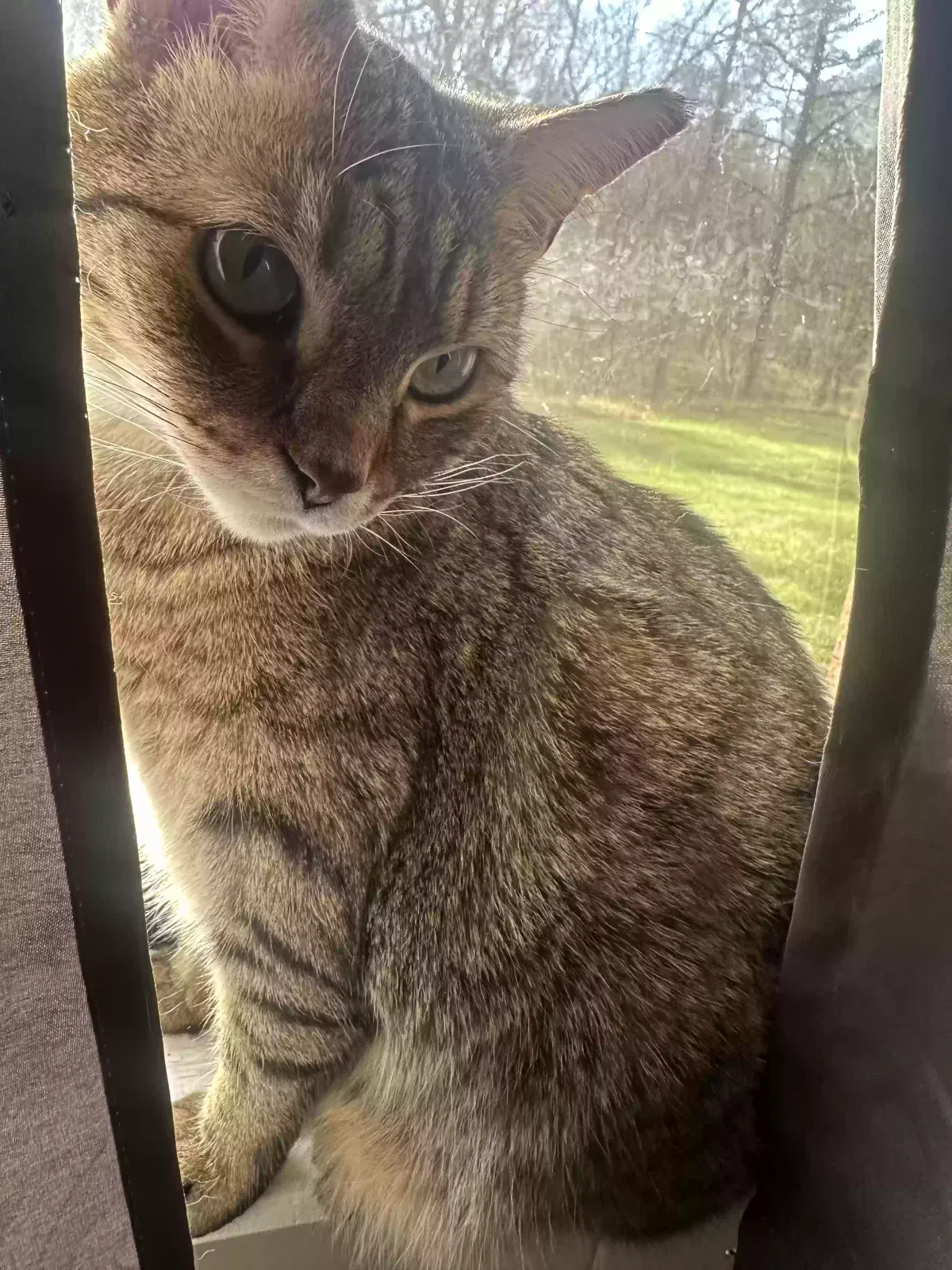 Lost cat in Harriman, TN, 37748