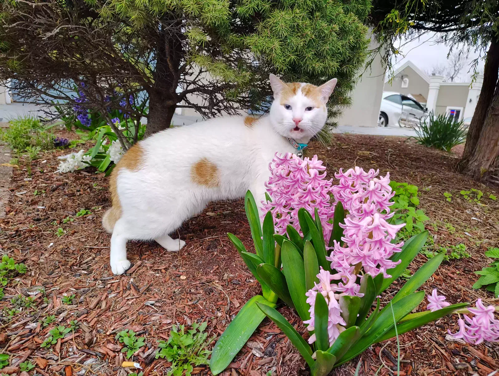 Lost cat in Allentown, PA, 18109