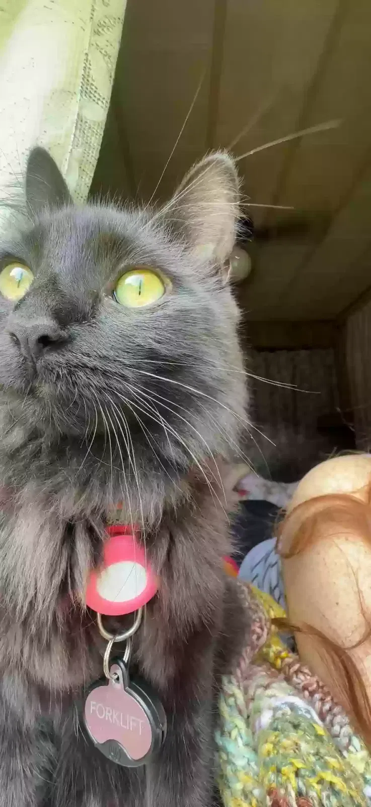 Lost cat in New Iberia, LA, 70560