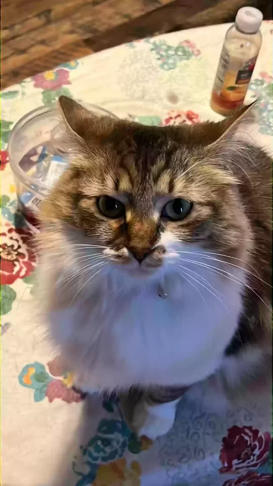 Lost cat in Nelsonville, OH, 45764