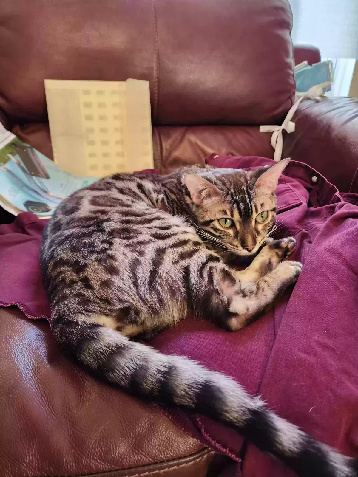 Lost cat in Albuquerque, NM, 87106