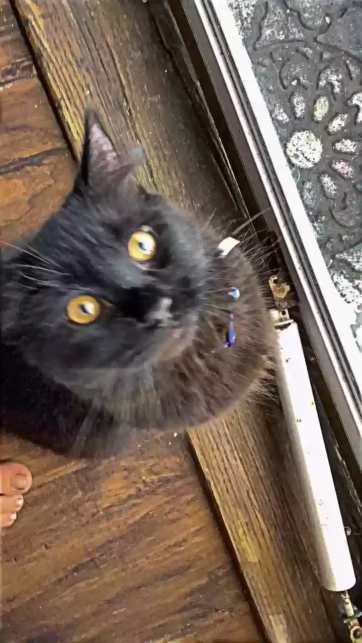 Lost cat in East Rochester, NY, 14445