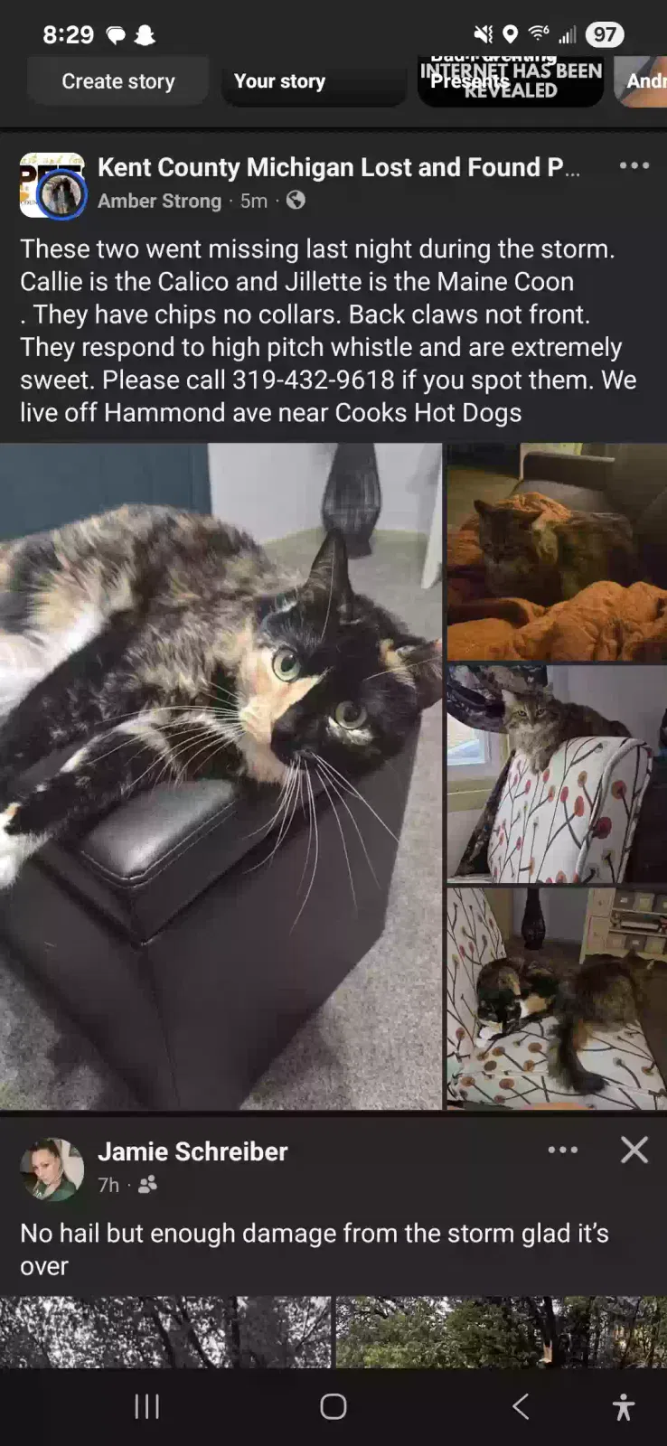 Lost cat in Cedar Springs, MI, 49319