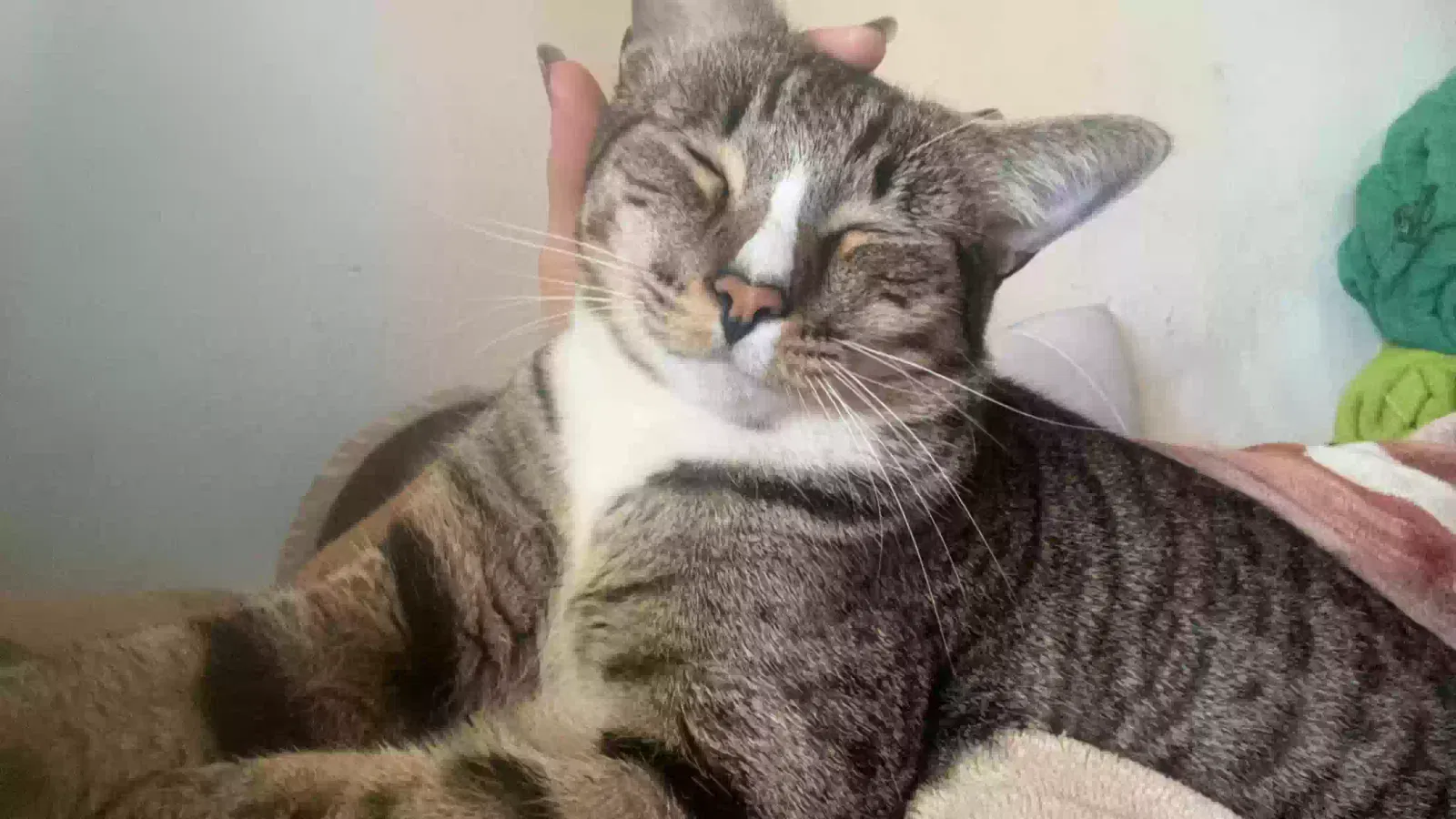 Lost cat in Santa Ana, CA, 92701