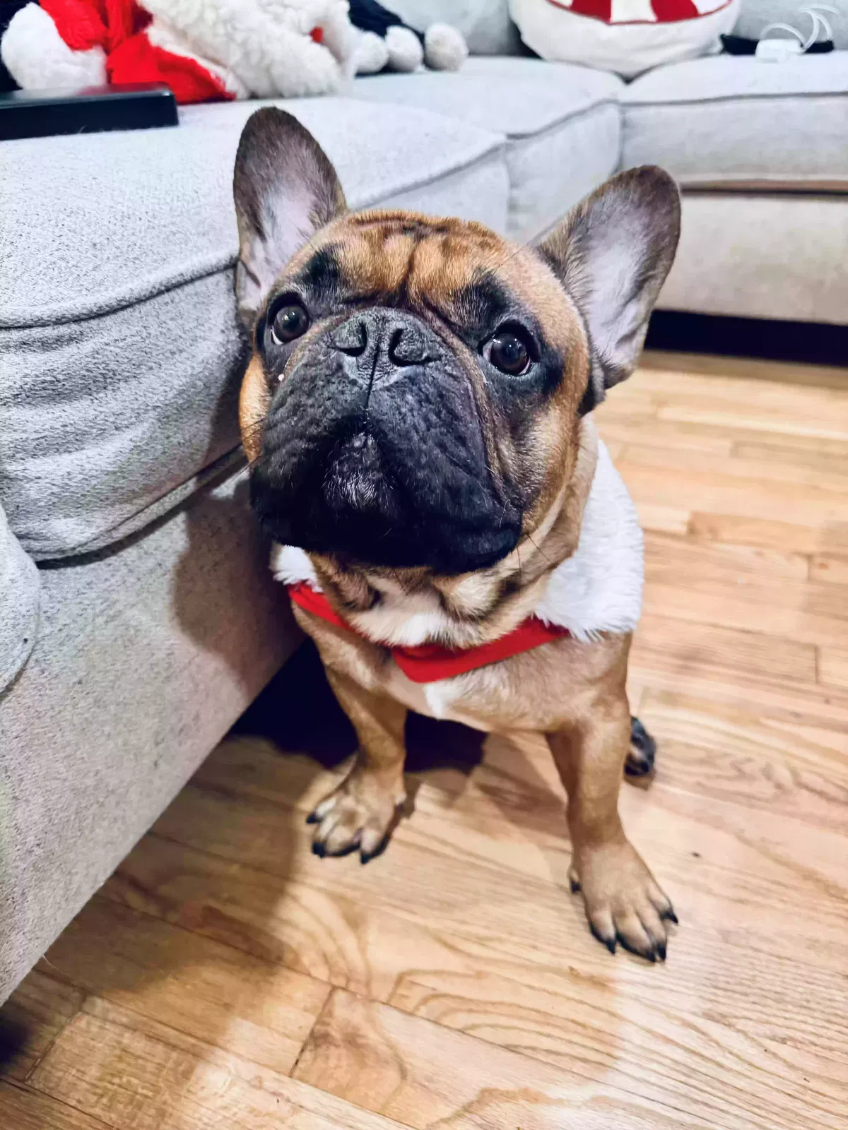 Lost dog in Mesquite, TX, 75149