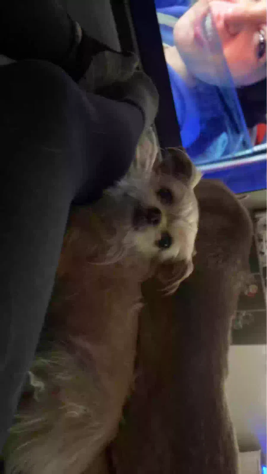 Lost dog in Jacksonville, FL, 32218