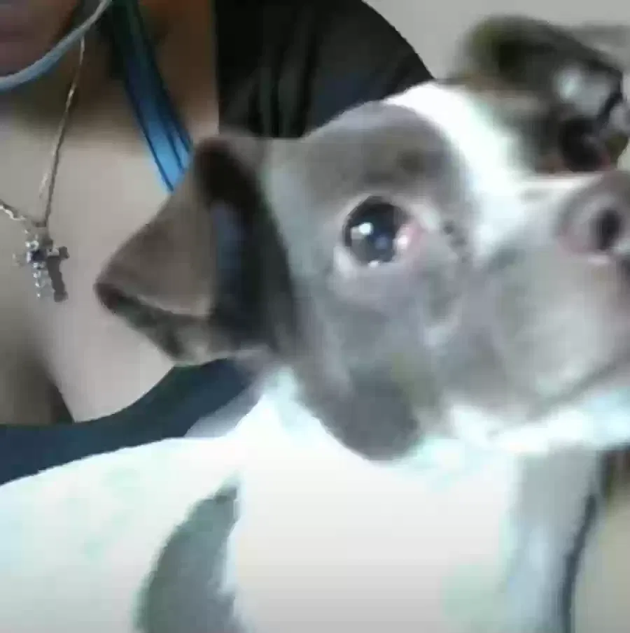 Lost dog in Denver, CO, 80218