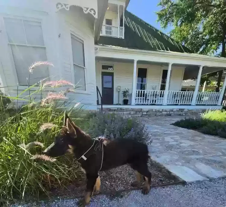 Lost dog in San Antonio, TX, 78202