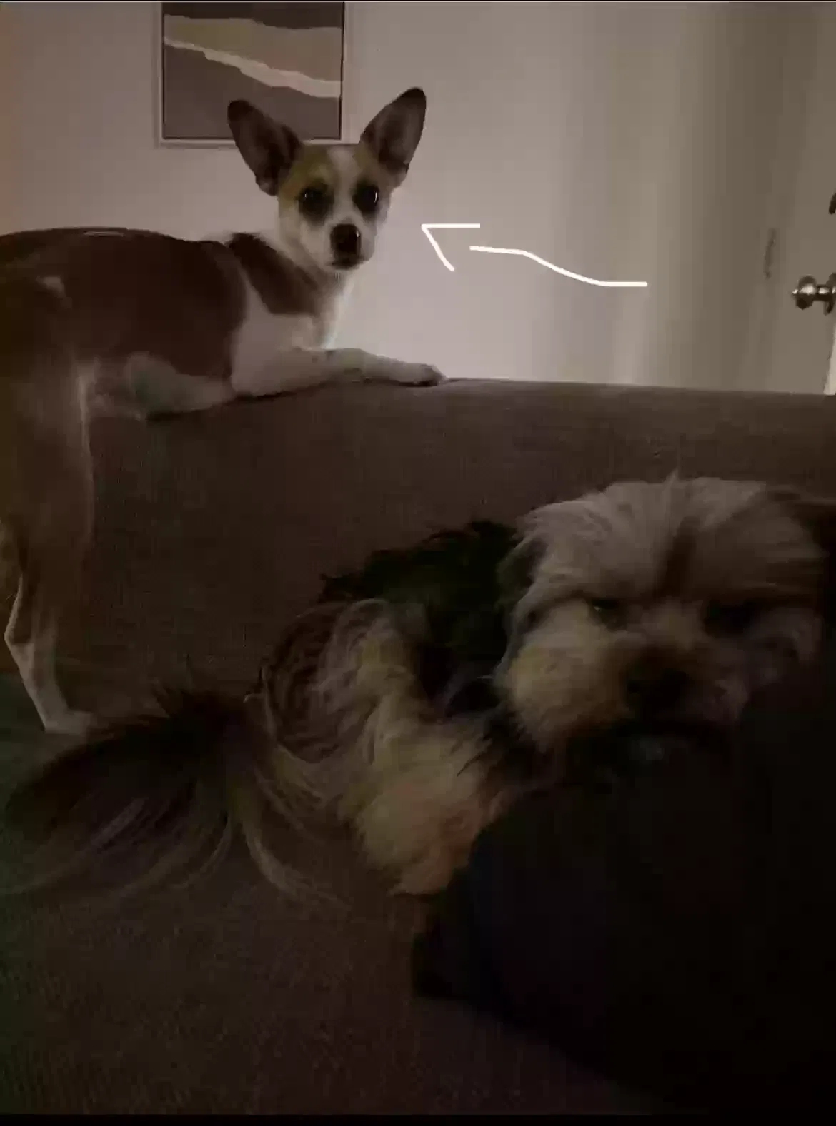 Lost dog in Lakewood, CA, 90715