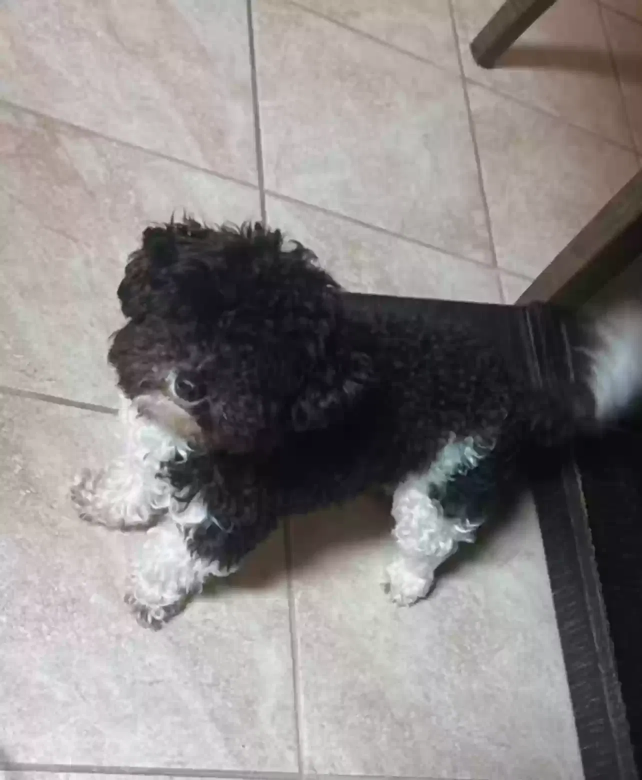 Lost dog in Crowley, TX, 76036