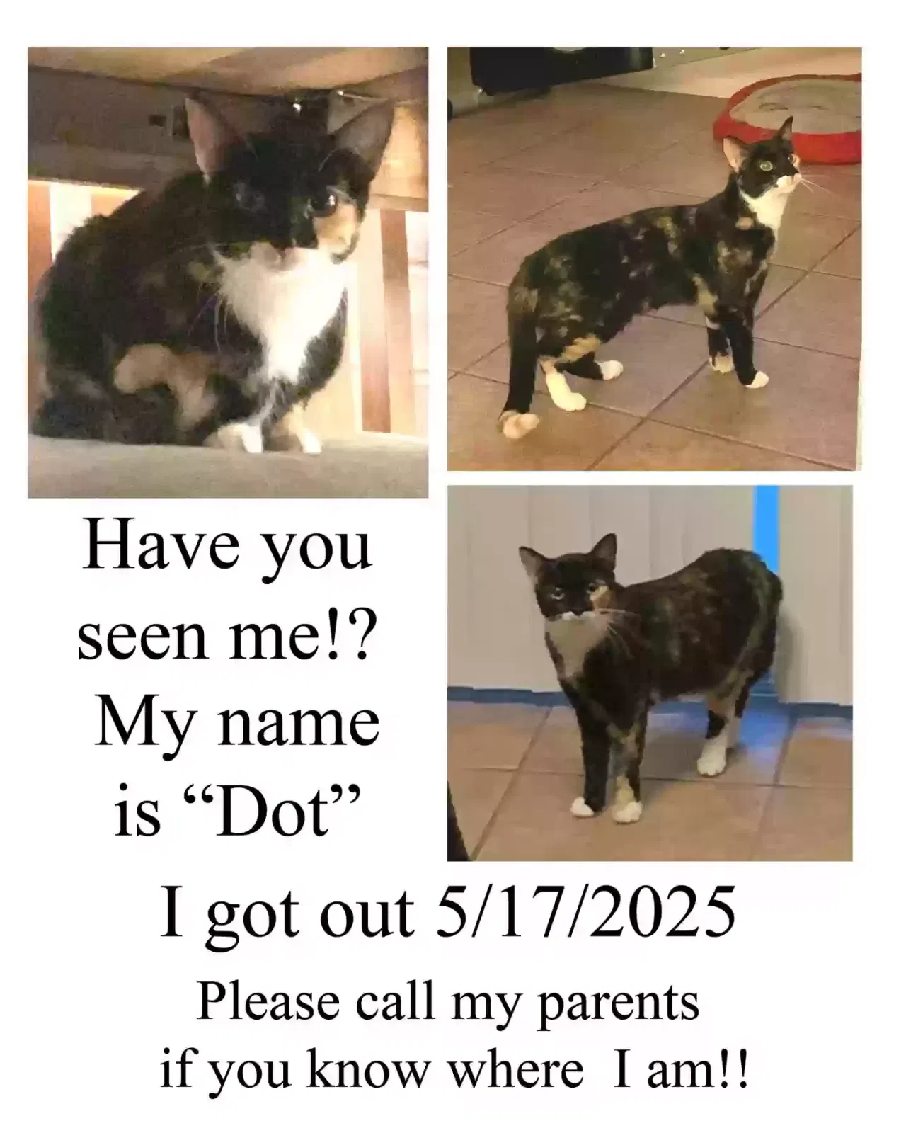 Lost cat in Tucson, AZ, 85711