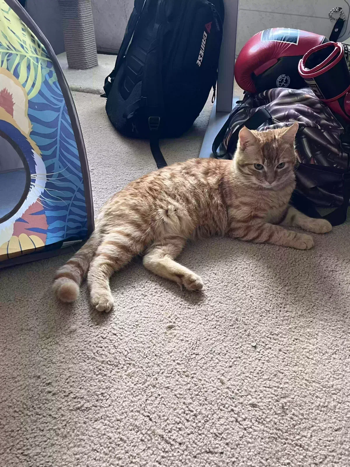 Lost cat in Sacramento, CA, 95814