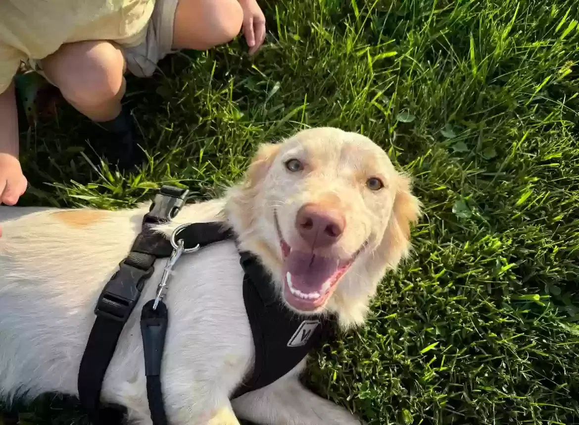 Lost dog in Charlotte, NC, 28269