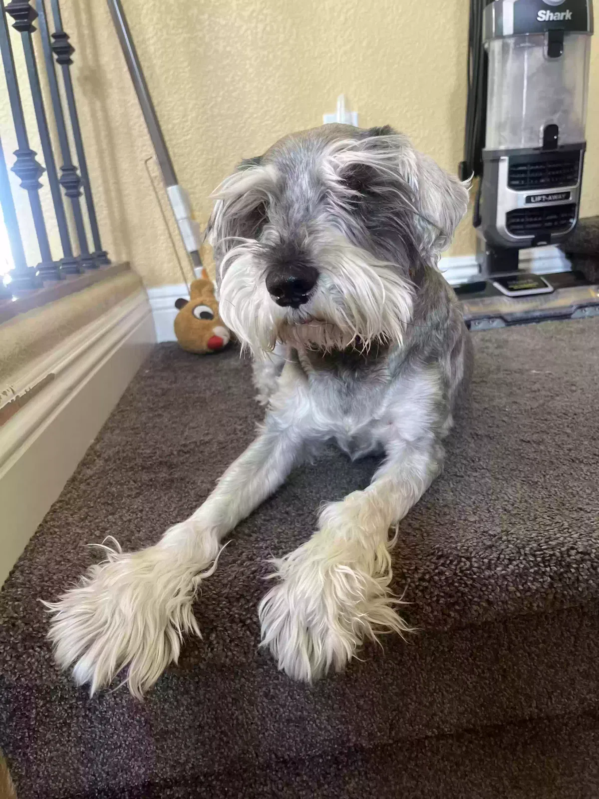 Lost dog in North Las Vegas, NV, 89031