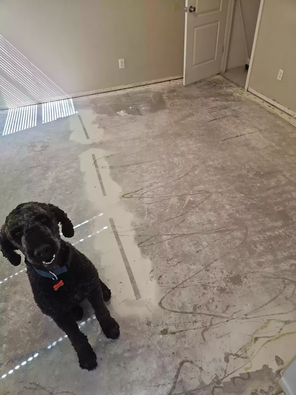 Lost dog in Gilbert, AZ, 85295