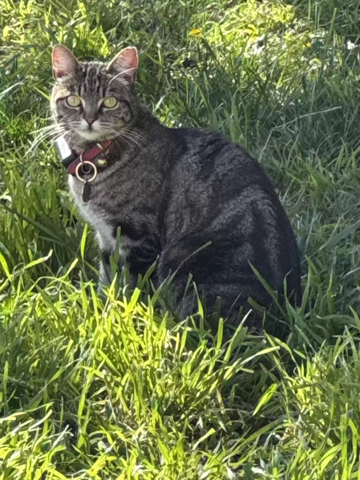 Lost cat in Hacienda Heights, CA, 91745