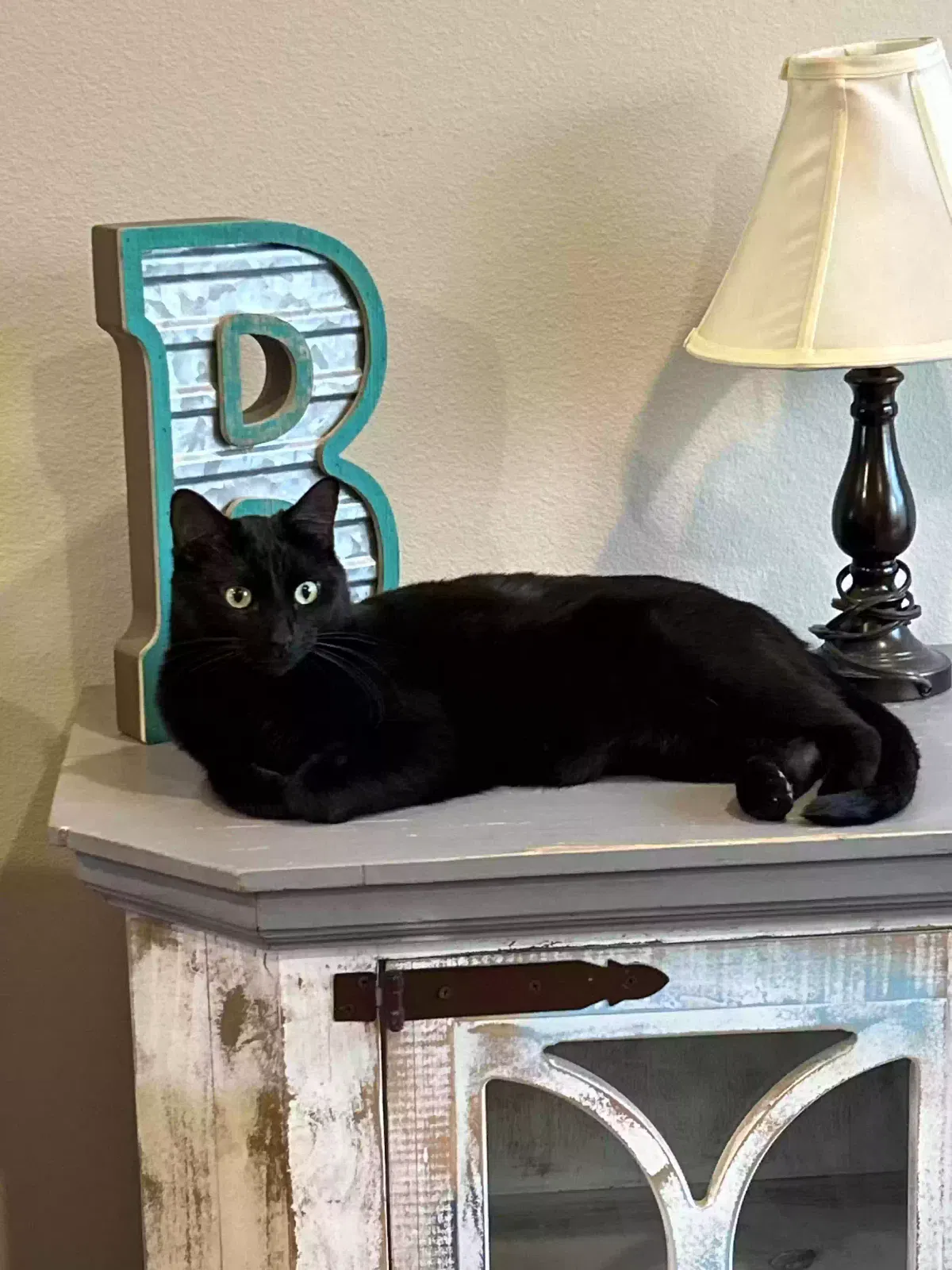 Lost cat in Fort Smith, AR, 72916