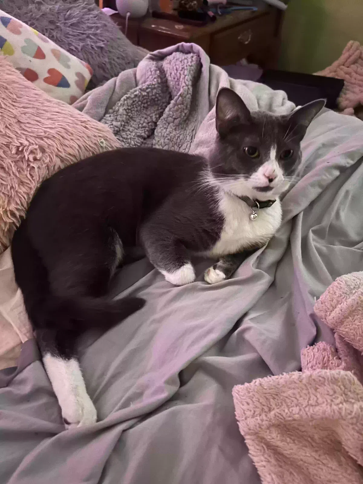 Lost cat in Washington Court House, OH, 43160