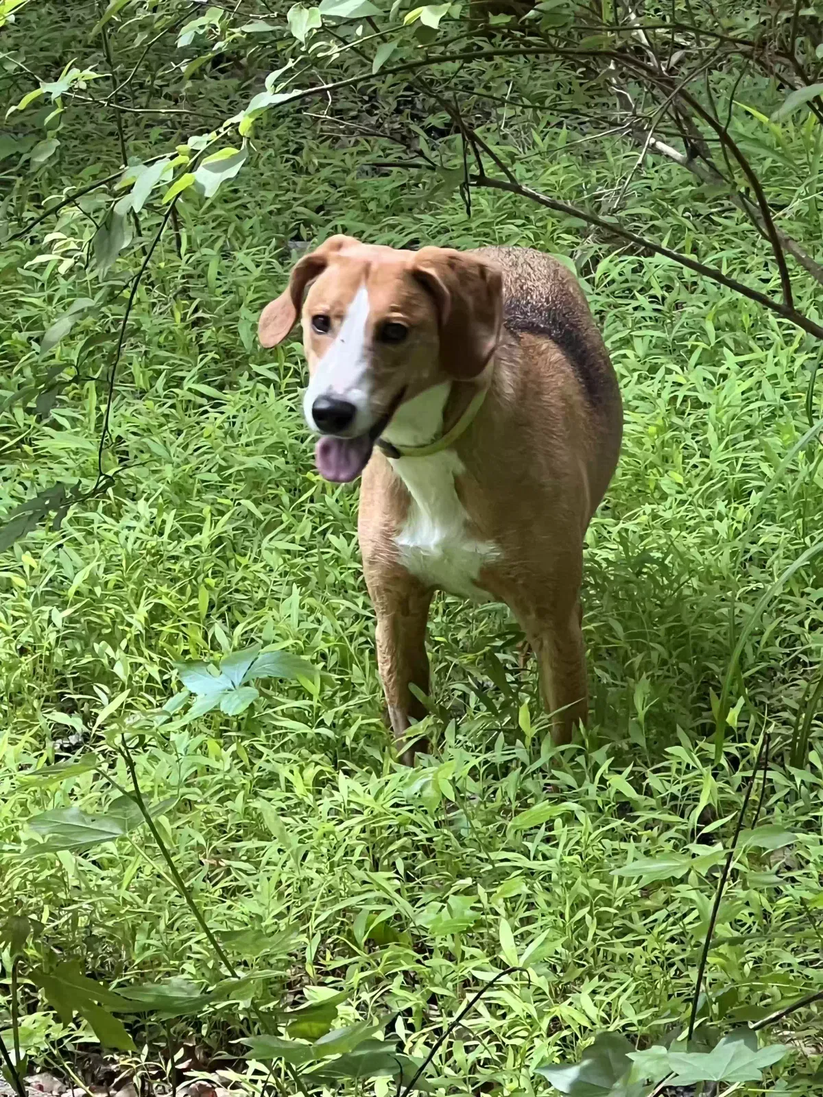 Lost dog in Pittsboro, NC, 27312