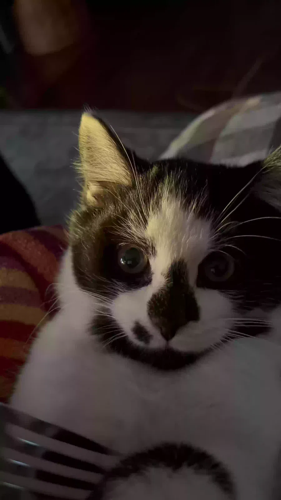 Lost cat in Hartville, OH, 44632
