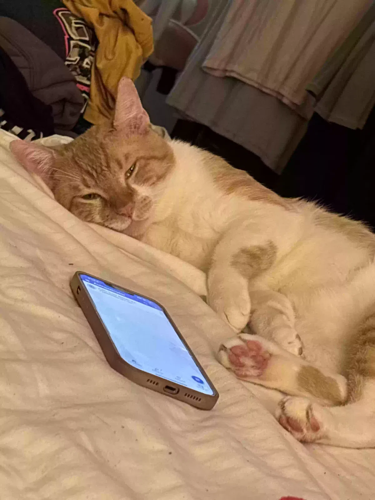 Lost cat in Orlando, FL, 32810