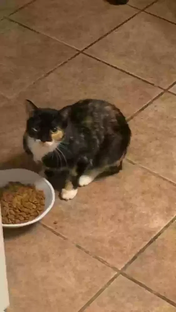 Lost cat in Tucson, AZ, 85711