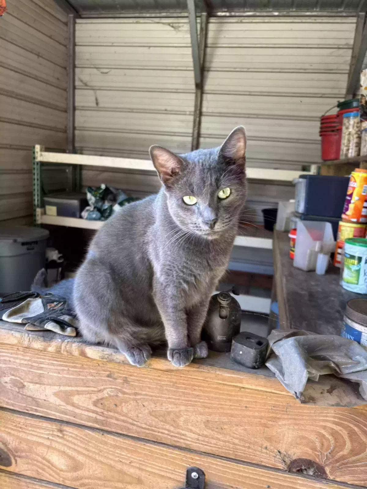 Lost cat in Kingsland, GA, 31548