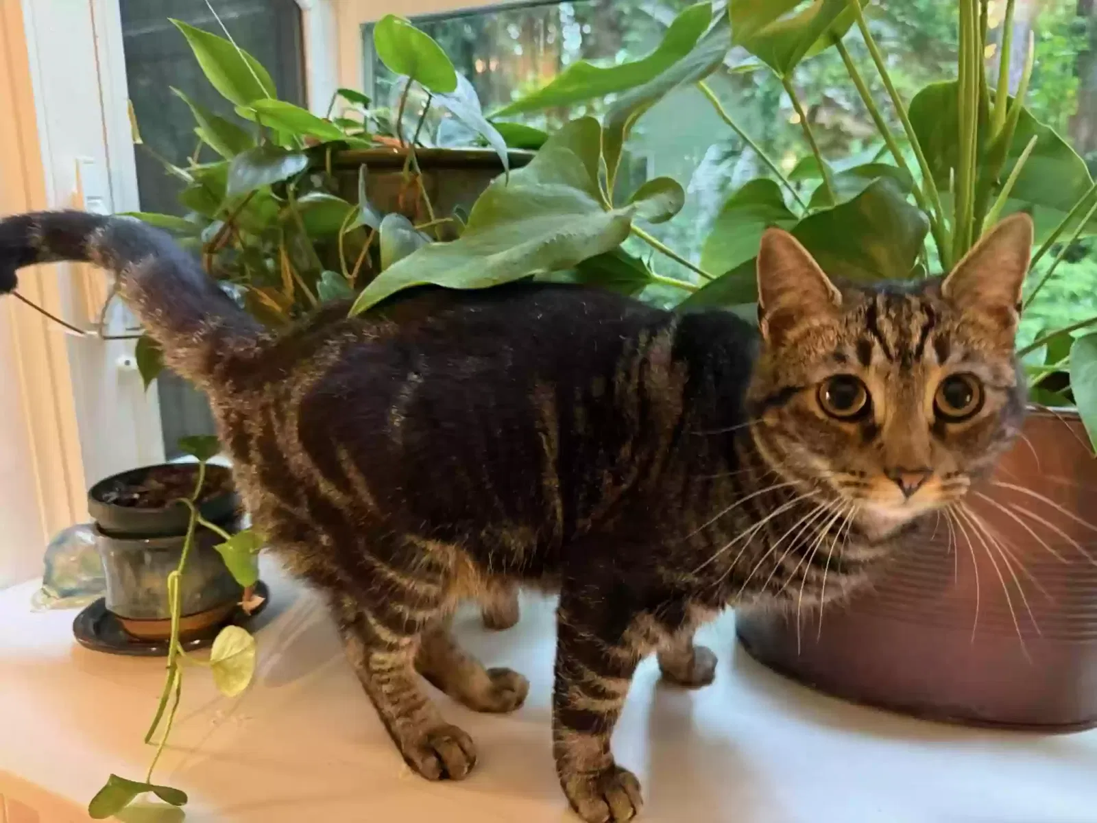 Lost cat in Fort Mill, SC, 29708