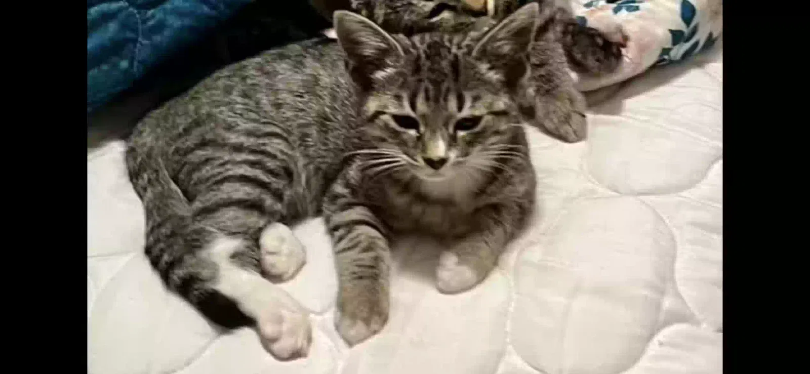 Lost cat in Louisville, KY, 40258