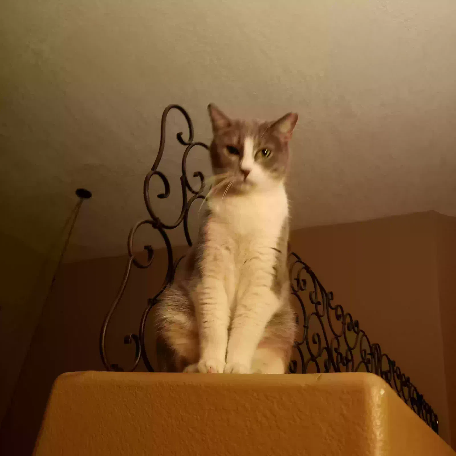Lost cat in Albuquerque, NM, 87114
