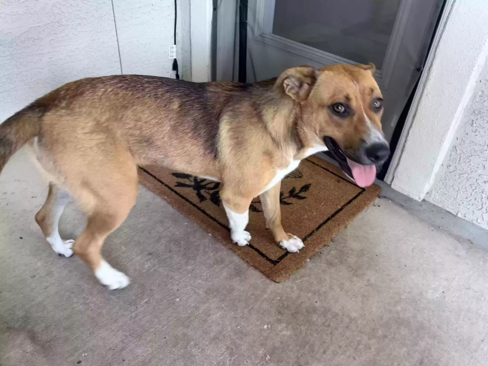 Found dog in San Antonio, TX, 78253