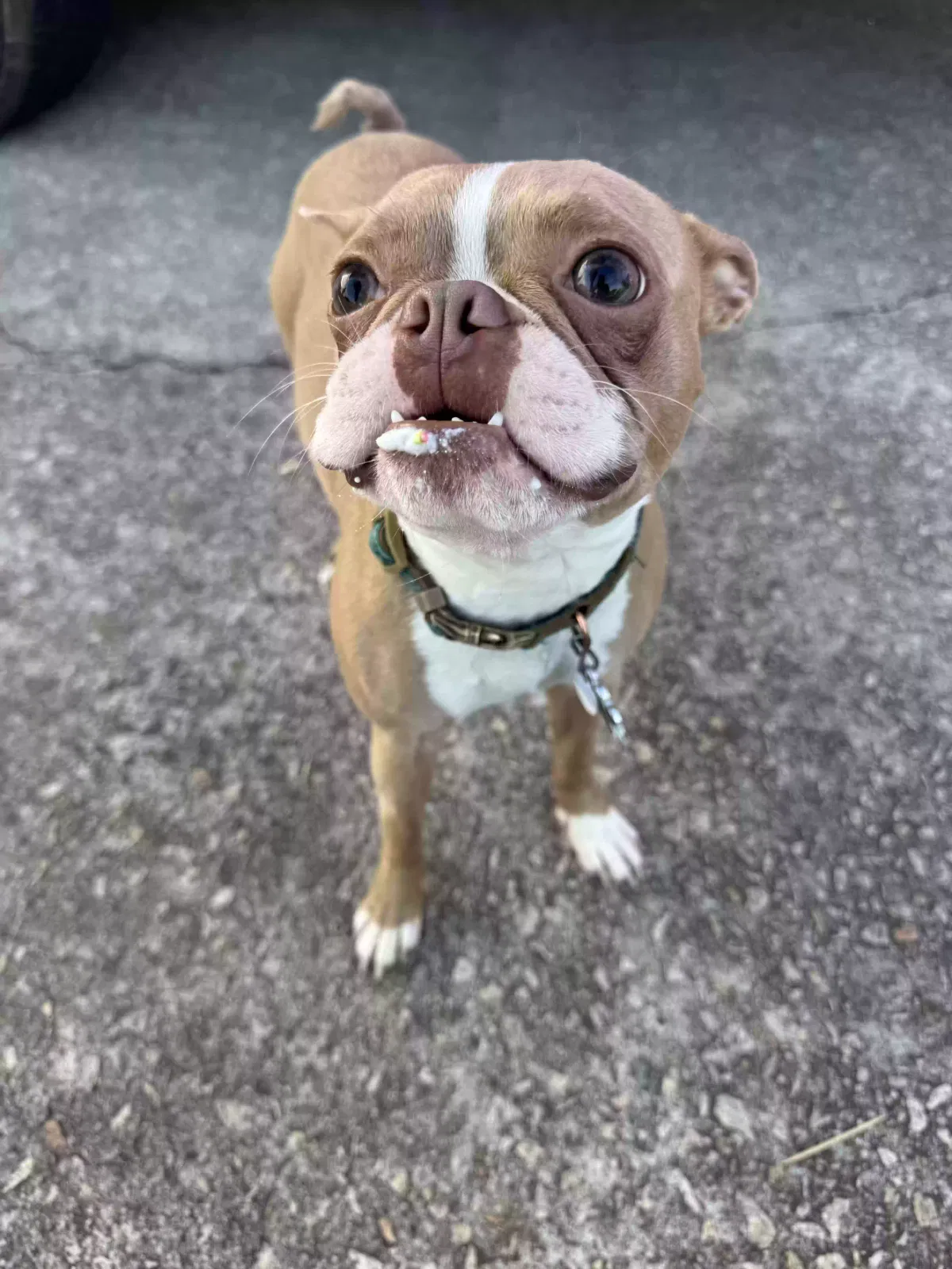 Lost dog in Indian Trail, NC, 28079