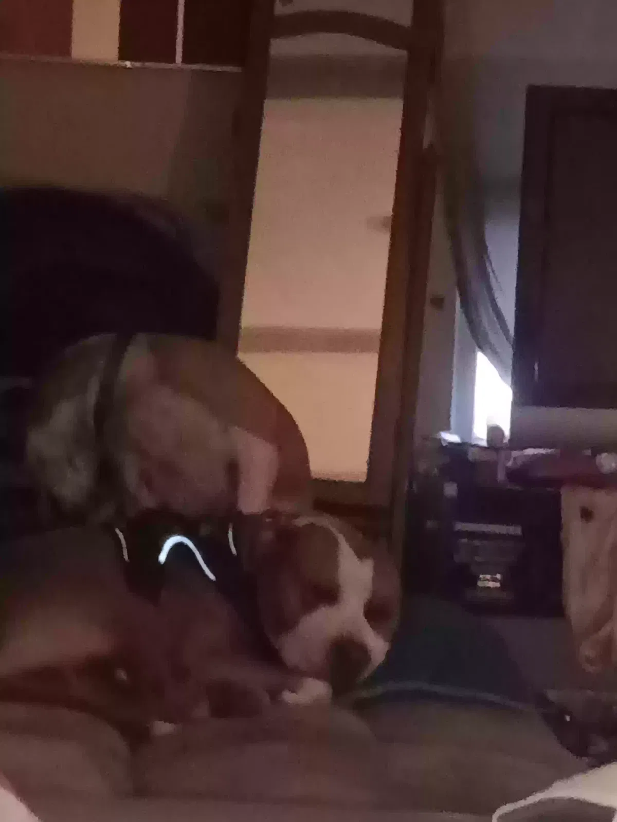 Lost dog in Fort Scott, KS, 66701