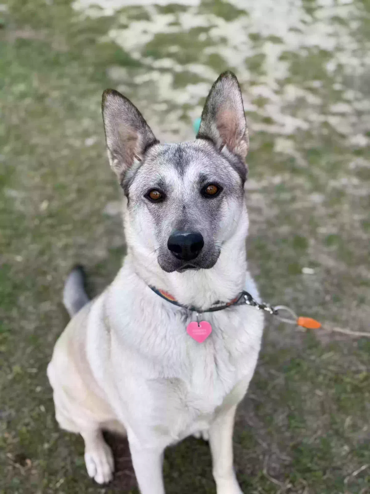 Lost dog in Dudley, NC, 28333