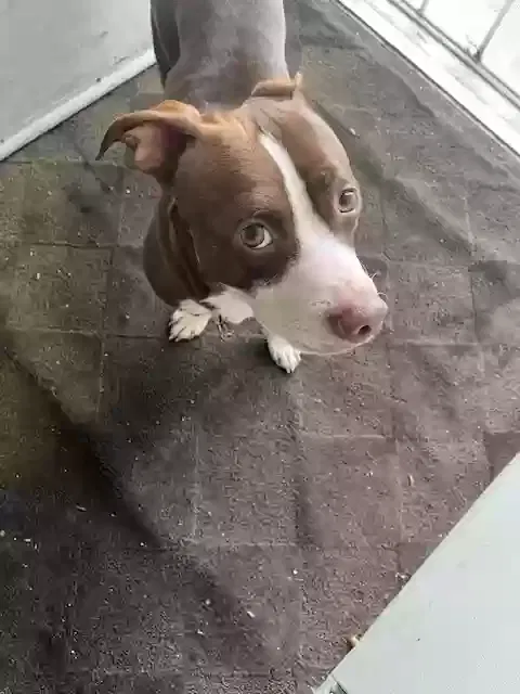 Lost dog in Northridge, CA, 91324