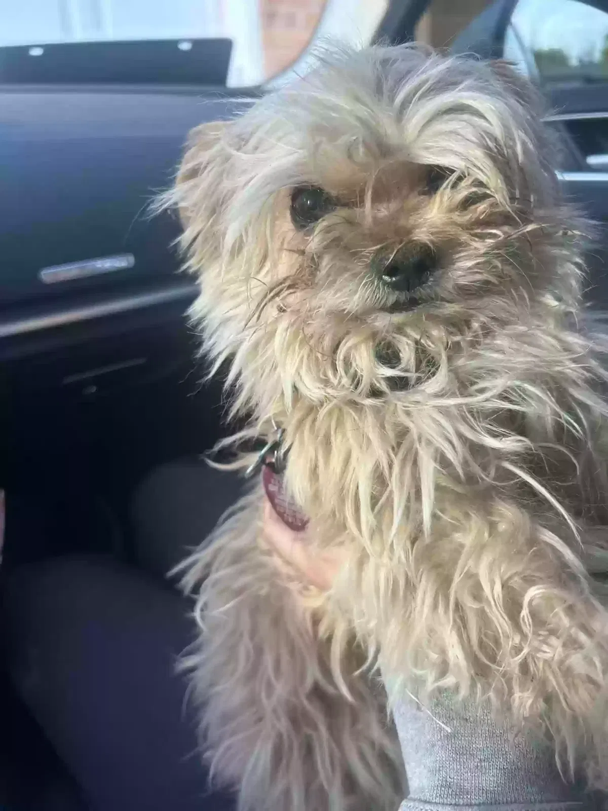 Lost dog in Lubbock, TX, 79414