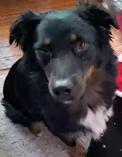 Lost dog in Birmingham, AL, 35205