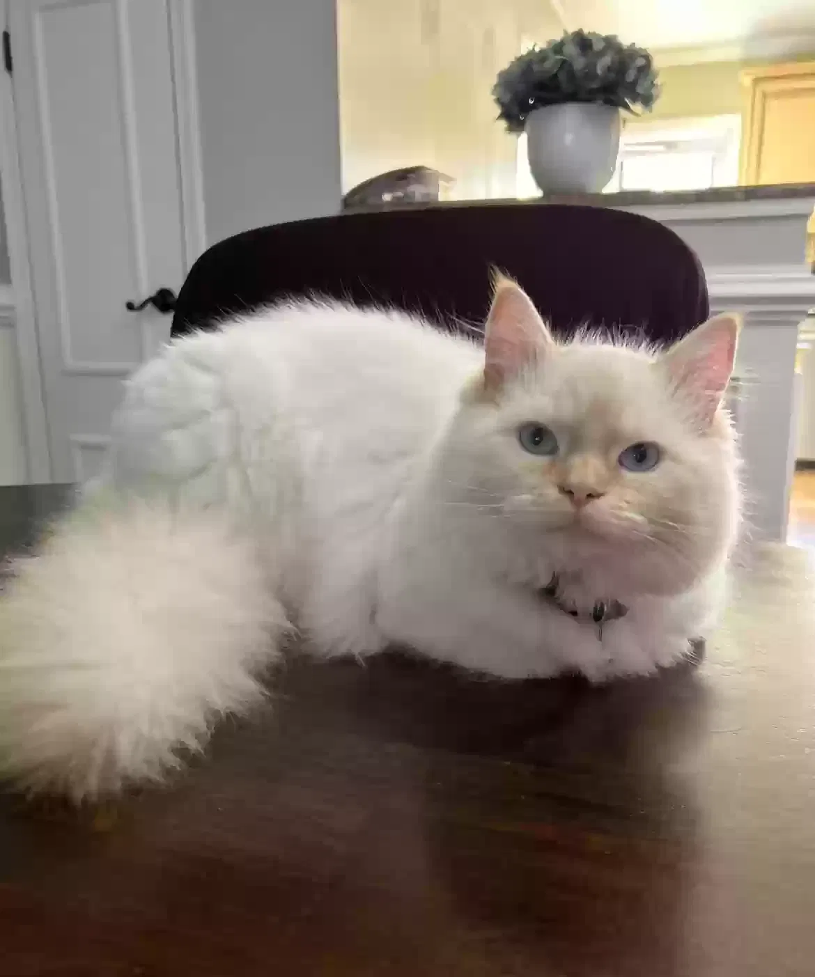Lost cat in Philadelphia, PA, 19145