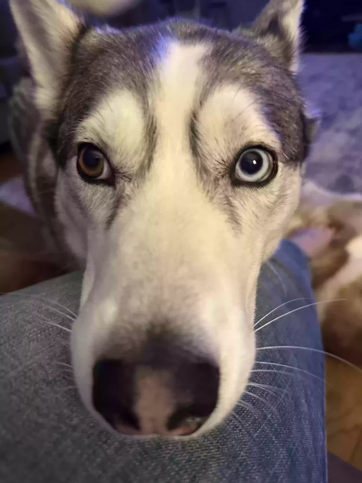 Lost dog in Knoxville, TN, 37921