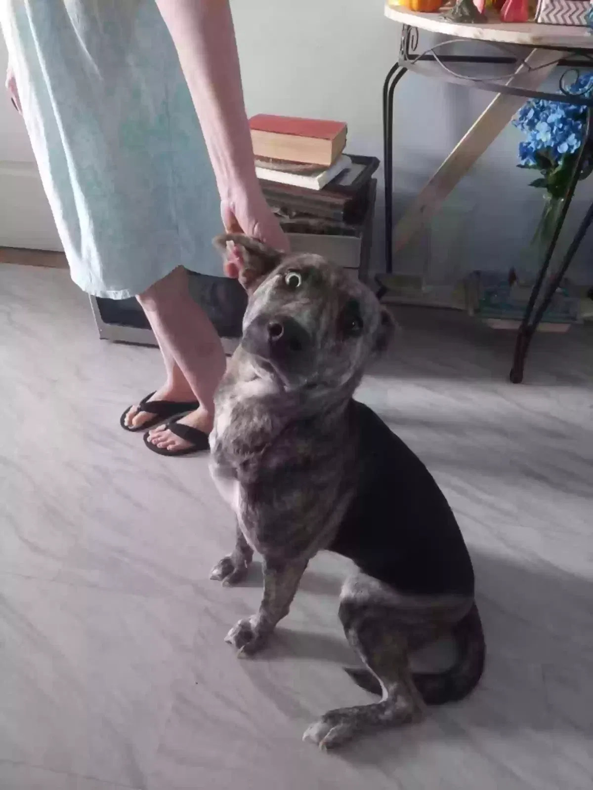 Lost dog in Clinton, NC, 28328